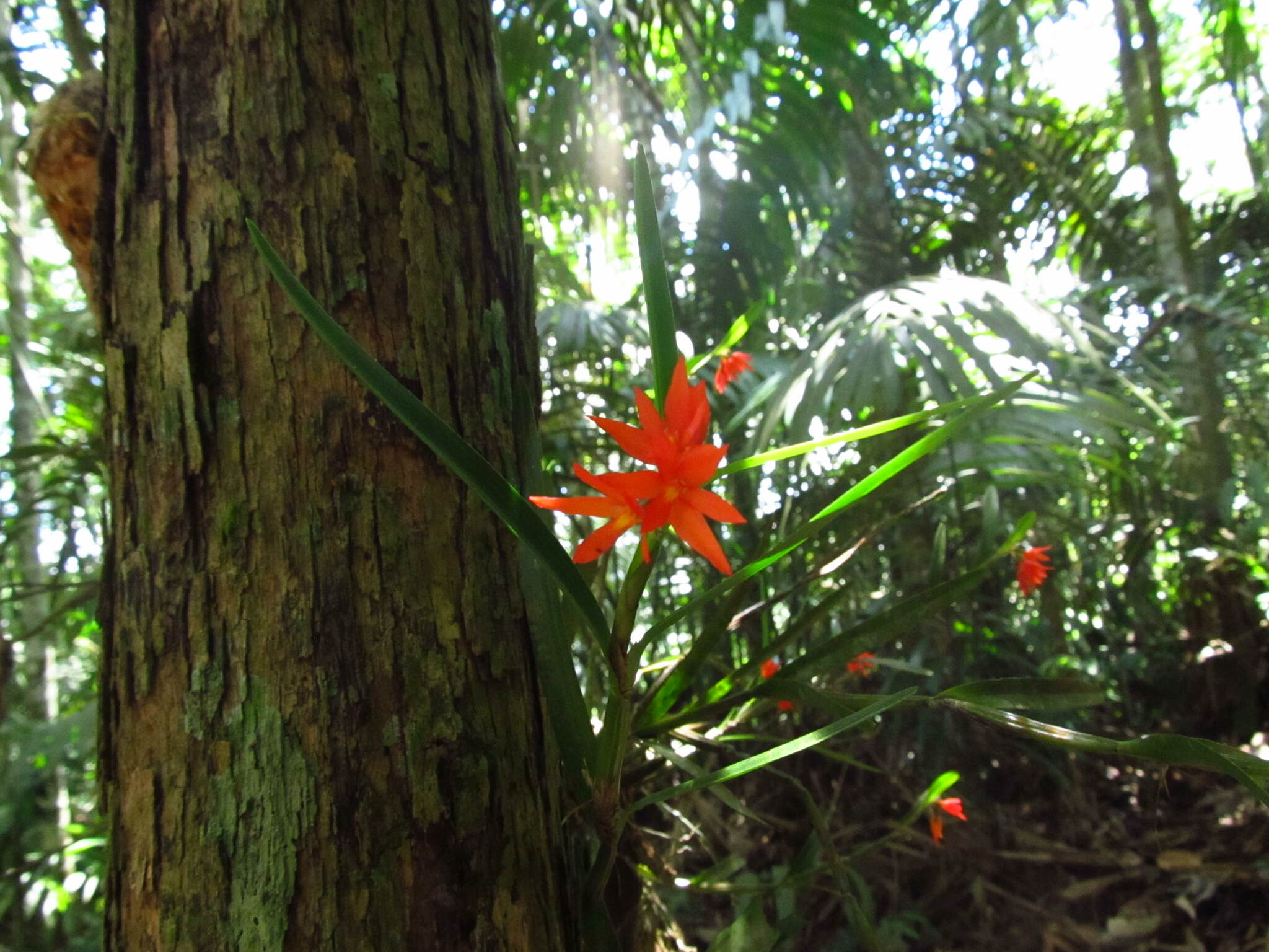 Hexisea imbricata